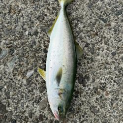 ショアジギング