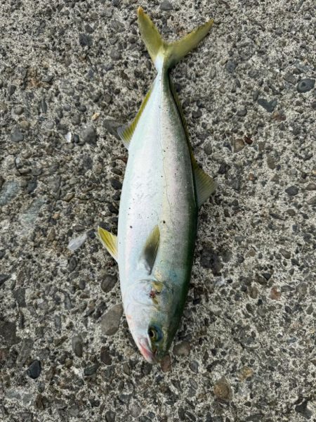 ショアジギング