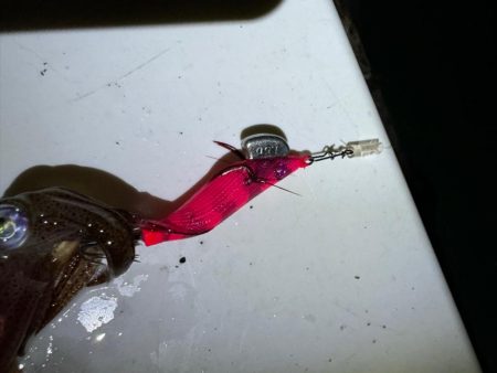 イカには素直な心と学ぶ姿勢