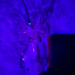 秋イカエギング