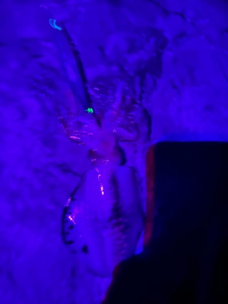 秋イカエギング