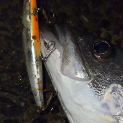 たまにはスピニングで