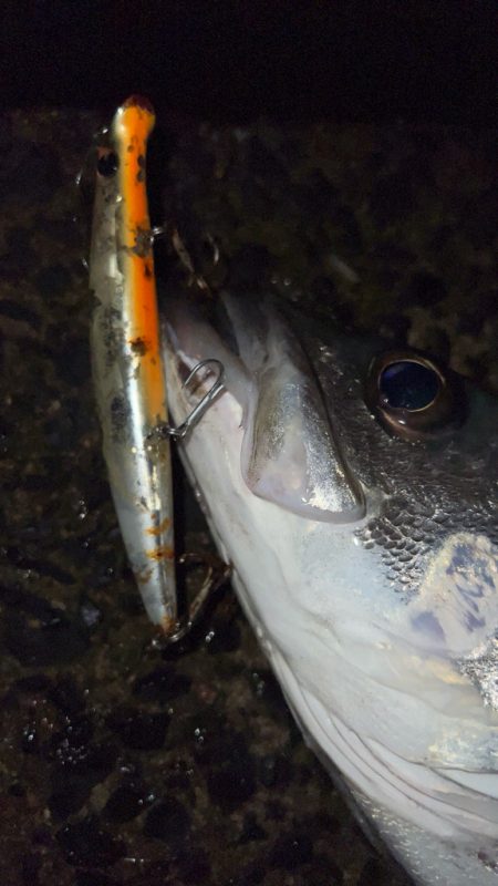 たまにはスピニングで