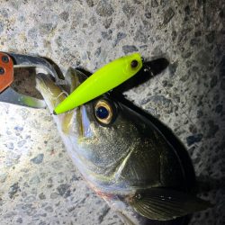 秋のシーバス祭り