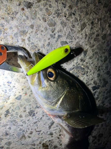 秋のシーバス祭り