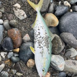 祝!初ヒラマサ!!