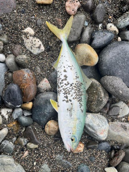 祝!初ヒラマサ!!