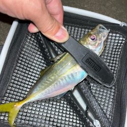 朝・夕マズメ狙い