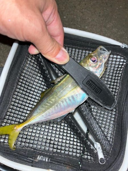 朝・夕マズメ狙い