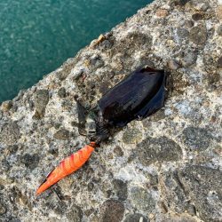 秋イカ調査して来ました！