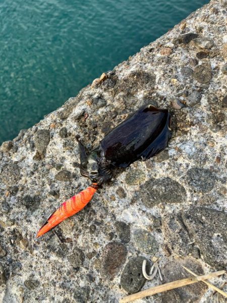 秋イカ調査して来ました！