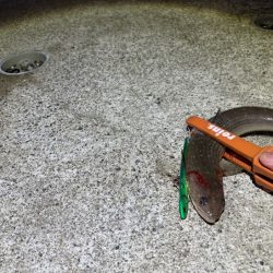 ナイトエギングでケンサキイカだけ｜ショアジギング調査はまた撃沈！
