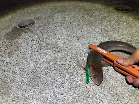 ナイトエギングでケンサキイカだけ｜ショアジギング調査はまた撃沈！