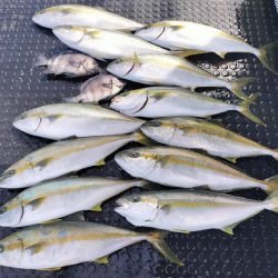 ヒラマサ釣り！