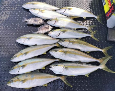 ヒラマサ釣り！