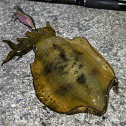 爆風の中苦手なナイトエギングで良型アオリイカゲット♪