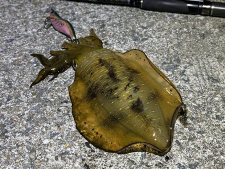 爆風の中苦手なナイトエギングで良型アオリイ…