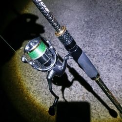 ナイトエギング