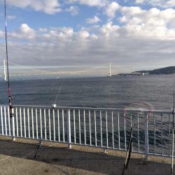 ガシラってカサゴ?