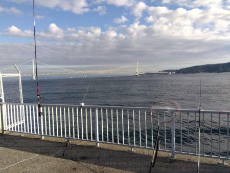 ガシラってカサゴ?