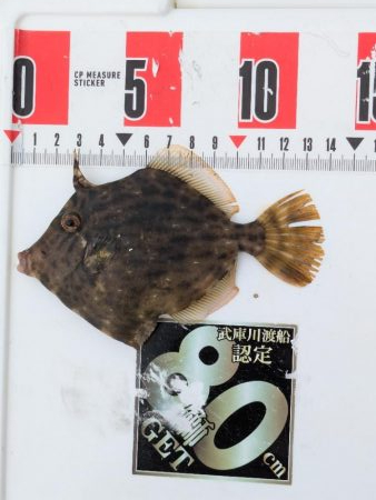 カワハギ