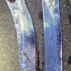 10月1週目のタチウオ