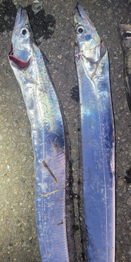 10月1週目のタチウオ