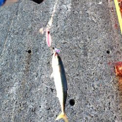 ムコイチ祭り会場は？