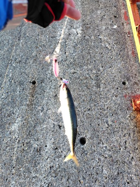 ムコイチ祭り会場は？