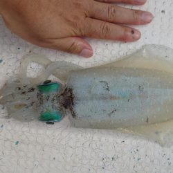 イカ釣りとタイラバ