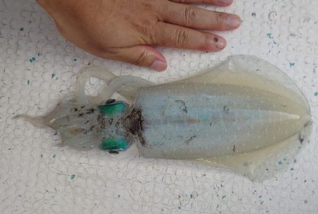 イカ釣りとタイラバ