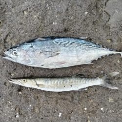 スマガツオ釣れました!