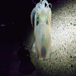 久しぶりのイカ