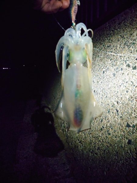 久しぶりのイカ