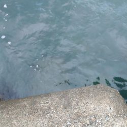 障泥1杯!尺キジハタ!