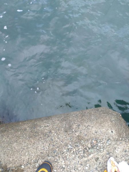 障泥1杯!尺キジハタ!