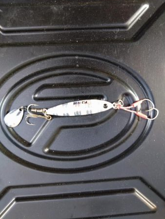 なんとかハマチ1本！