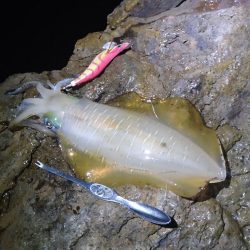 月明かりの無い大潮では