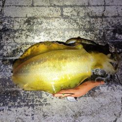 フロートアジング