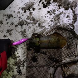 ティップランで初のキロアップ!