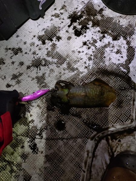 ティップランで初のキロアップ!