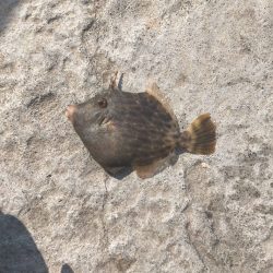 舞鶴親海公園での五目釣り