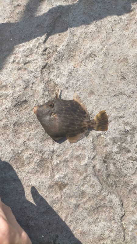 舞鶴親海公園での五目釣り