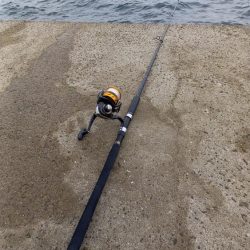 秋の青物シーズン開幕 (その3)