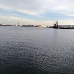 やっと、サヨリ