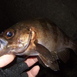 シーズン初釣行強風下のアジ