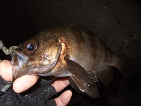 シーズン初釣行強風下のアジ
