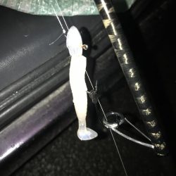 朝マズメにワームで太刀魚9匹GET