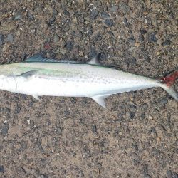 青物あがりましたー！