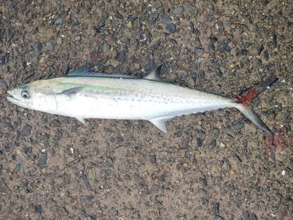 青物あがりましたー！